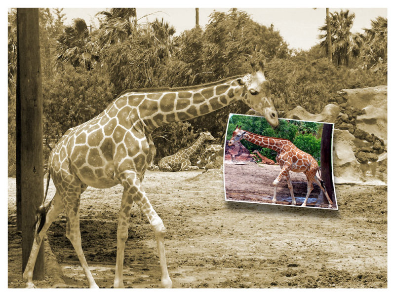 Zoo-picture-edited-jpg.jpg