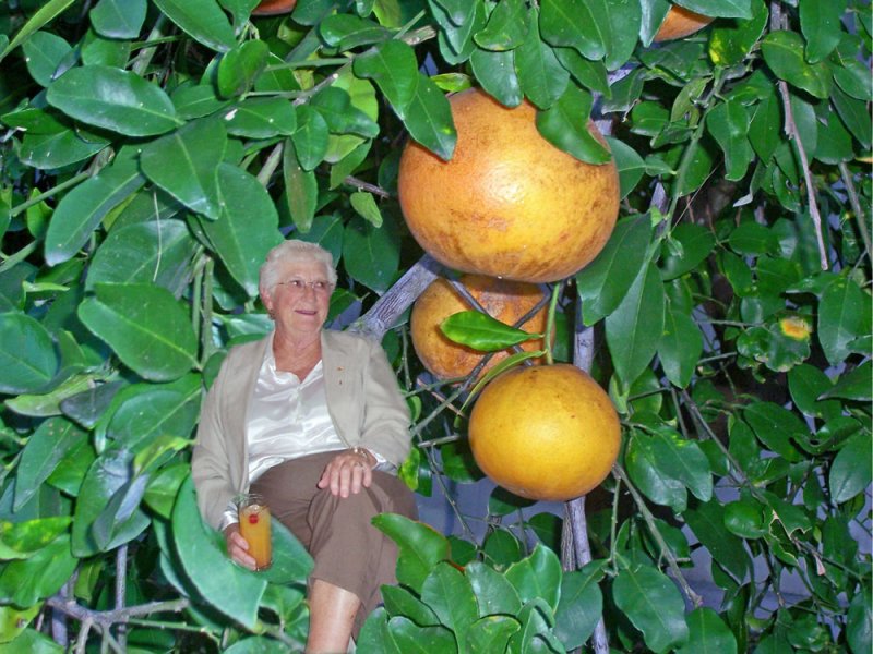 Donna-in-Grapefruit-Tree.jpg