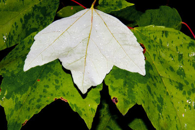  Leaves in Gentle Rain