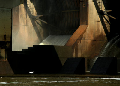 Egret  Dam No3
