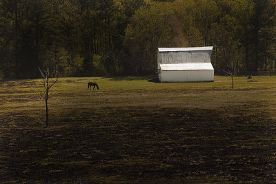 Tree, Horse and Barn