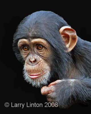 YOUNG CHIMPANZEE