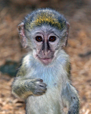 GREEN MONKEY BABY IMG_0156-PB72.jpg