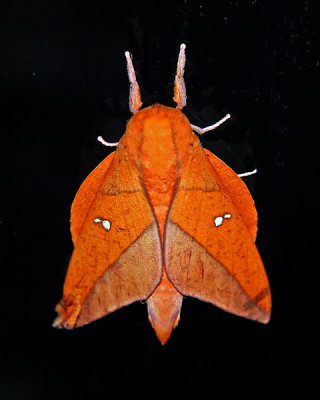 AMAZON MOTHS  BUTTERFLIES AND MORE