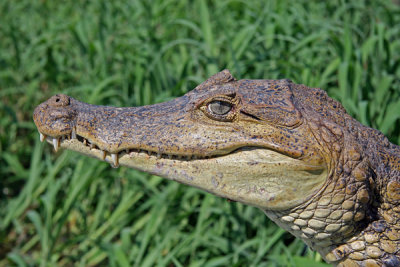 CAIMAN  (Caiman crocodilus)  IMG_0121-PB72F