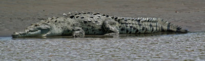 AMERICAN CROCODILE (Crocodylus acutus)  IMG_0202