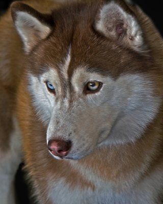 SIBERIAN HUSKYc2PB72