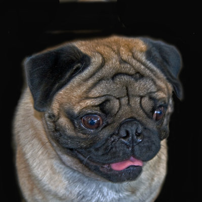 MINIATURE PUG IMG_0430c2PB72.jpg