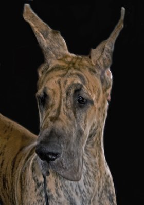 BRINDLE GREAT DANE IMG_0339c2PB72