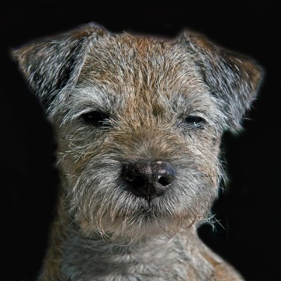 BORDER TERRIER IMG_0355c2PB72