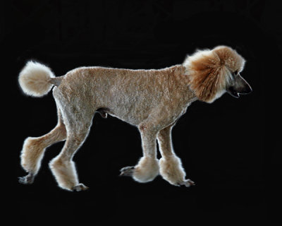 APRICOT STANDARD POODLE IMG_0359c2PB72