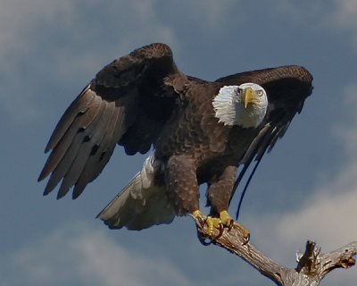 BALD EAGLE IMG_0068
