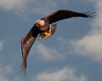 BALD EAGLE  IMG_0016