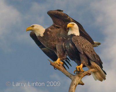 AMERICAN BALD EAGLE PAIR IMG_0001