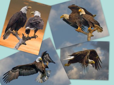 EXCLUSIVELY EAGLES