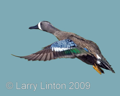 BLUE-WINGED TEAL (Anas discors) IMG_0032