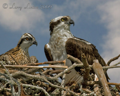 OSPREY FEMALE AND CHICK IMG_0109-1