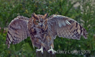 GREAT HORNED OWL (Bubo virginianus) IMG_0079