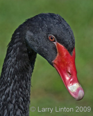 BLACK SWAN (Cygnus atratus) IMG_0043