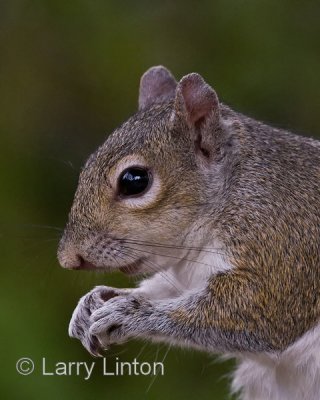 GRAY SQUIRREL (Sciurus carolinensis)  IMG_0132