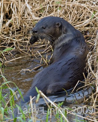 RIVER OTTER EATING CATFISH (Lutra canadensis) IMG_0040