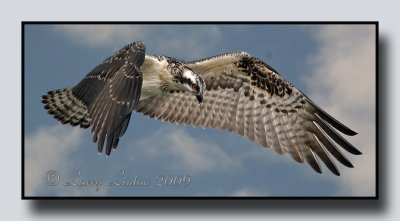 OSPREY IMG_0205