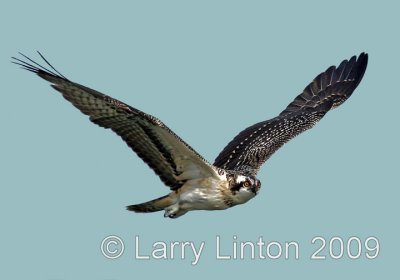 YOUNG OSPREY IMG_0152