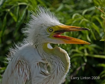 GREAT EGRET CHICK IMG_0011