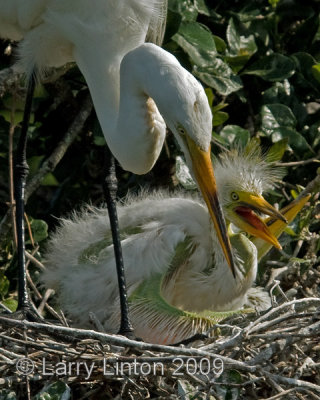 GREAT EGRET MOTHER AND CHICK IMG_0120