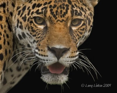 FEMALE JAGUAR   (Panthera onca)  IMG_0019