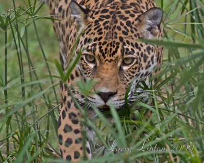 FEMALE JAGUAR IMG_0062