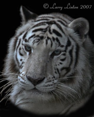 WHITE BENGAL TIGER IMG_0282