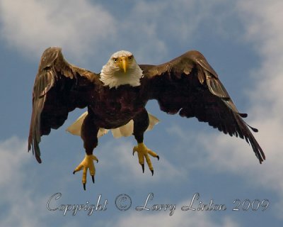 BALD EAGLE (Haliaeetus leucocephalus) IMG_0001