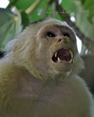 WHITE-FACED CAPUCHIN (Cebus capuchinus)  IMG_0048
