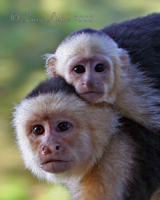 WHITE-FRONTED CAPUCHIN MOTHER AND YOUNG  (Cebus capuchinus)  IMG_0275