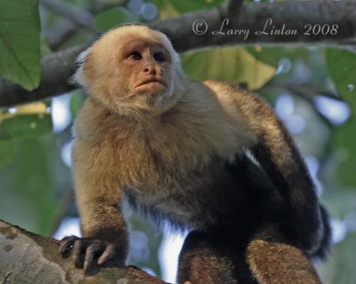 WHITE-FRONTED CAPUCHIN (Cebus capuchinus)  IMG_0083