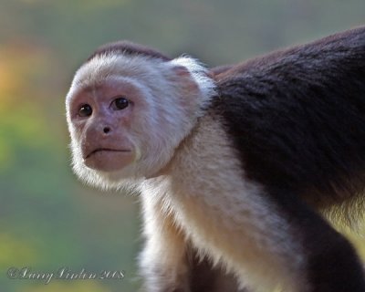 WHITE-FRONTED CAPUCHIN (Cebus capuchinus)  IMG_0201