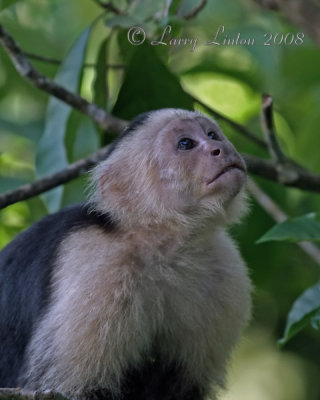 WHITE-FRONTED CAPUCHIN (Cebus capuchinus)  IMG_0271
