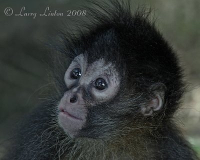 YOUNG SPIDER MONKEY (Ateles geoffroyi)  IMG_0350