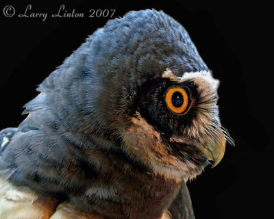 SPECTACLED OWL  (Pulsatrix perspicillata)