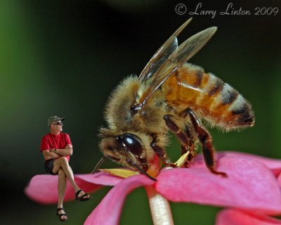 MACRO/BEE/LL IMG_0015