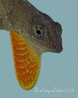 CUBAN BROWN ANOLE (Anolis sagrei sagrei) IMG_0005