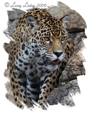 JAGUAR  IMG_0203