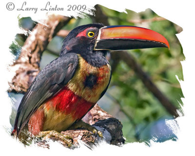 FIERY-BILLED ARACARI  IMG_0106