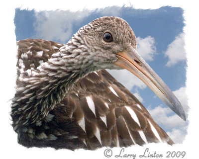 LIMPKIN IMG_0002 (c)