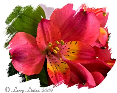 FLOWER POLLINATION  IMG_0007