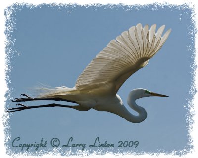 GREAT EGRET-FLIGHT  IMG_0061