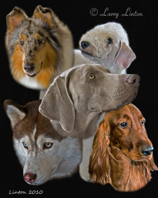 CANINE PHOTOMONTAGE