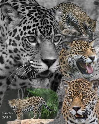 JAGUAR PHOTOMONTAGE IMG_0203