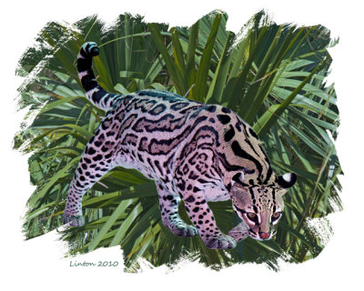 OCELOT IMG_4627